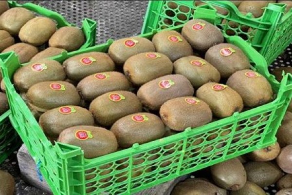تصویر 2 از راهنمای خرید کیوی صادراتی بسته بندی + قیمت عالی
